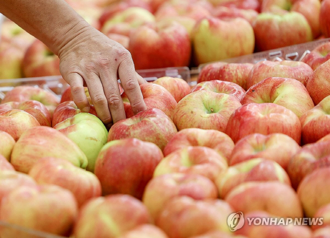 사과 연합사진