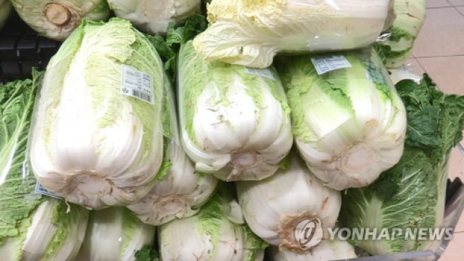 배추 연합뉴스