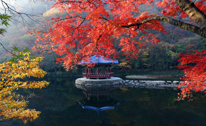 내장산 단풍