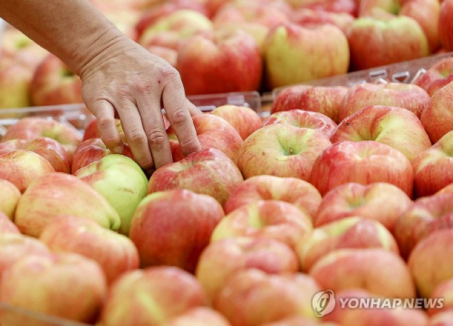 사과 연합사진
