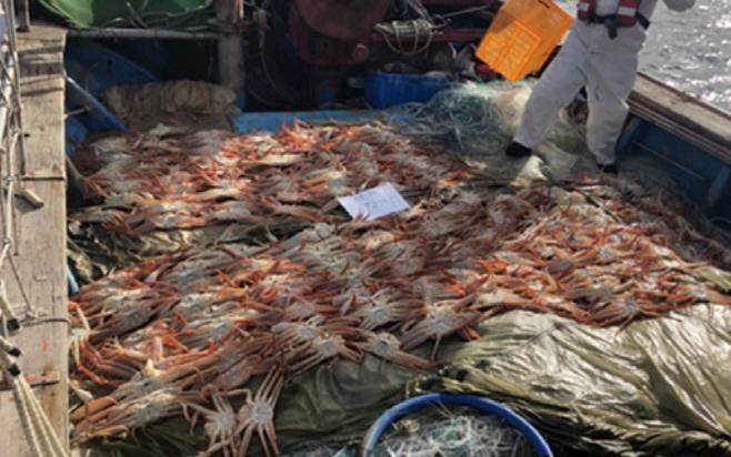 불법포획 대게 사진