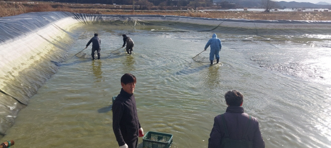 예산군, 예당호에 붕어 약 40만마리 방류