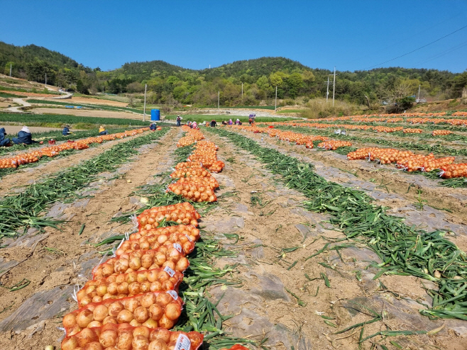 전남도