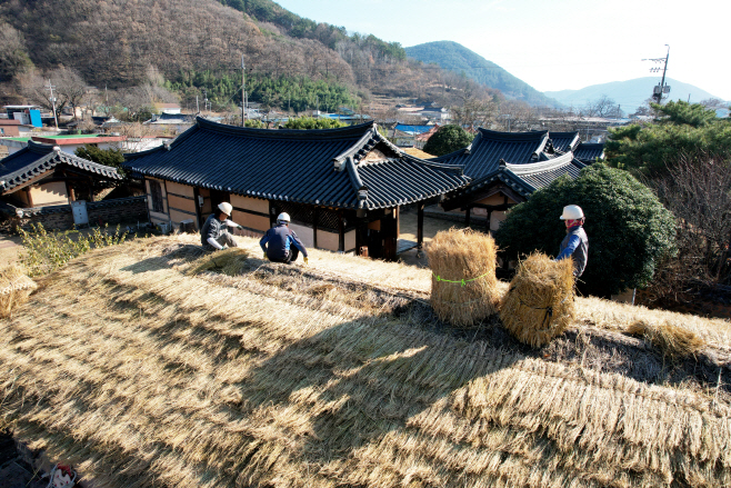 의령군 전통가옥 초가지붕 이엉 잇기 한창)