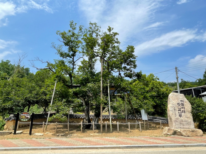 하늘아래첫감나무 산림문화자산 지정