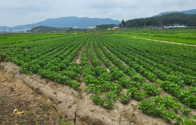 전남도