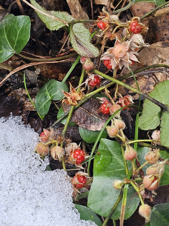 겨울딸기