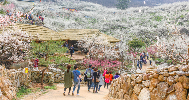 광양매화축제