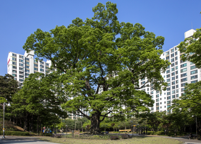 수원 영통 느티나무