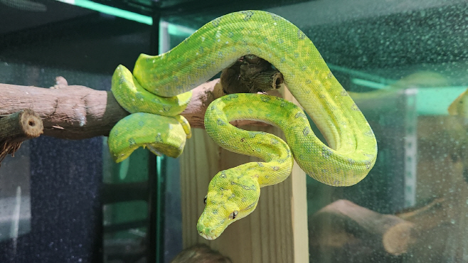 사진 2. 초록나무비단뱀(Morelia viridis) - 서울동물원 이관