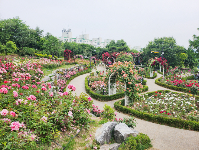 0213 성동구 대현산장미원