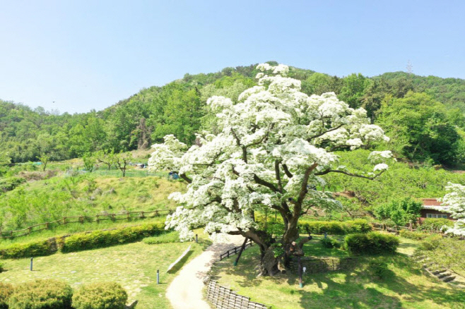 2.15(김해시, 시목(市木) 변경 추진)이팝나무사진