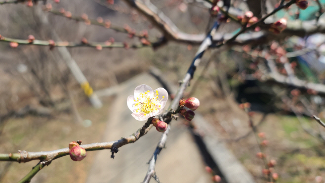 매화2