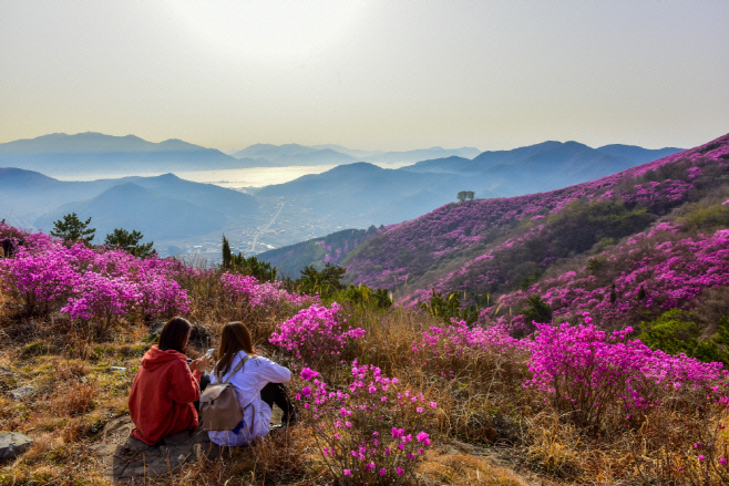 영취산 진달래