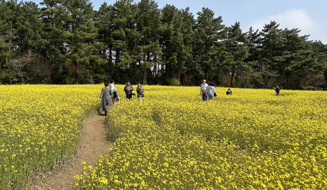 노란 유채꽃 물결 일렁이는 제주