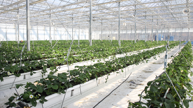 05. DU스마트팜 교육센터 딸기 재배 공간 사진