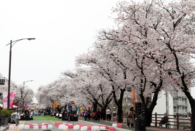 0407 일주일 연장된 안동벚꽃축제  ‘상춘객 인산인해’ (2)