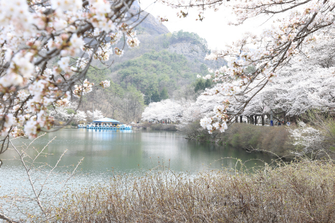 마이산남부 탑영제를 둘레로 펼쳐진 벚꽃 명소