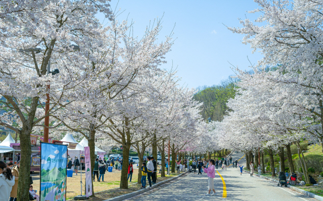 사본 -[보도사진] 비발디파크 벚꽃로드
