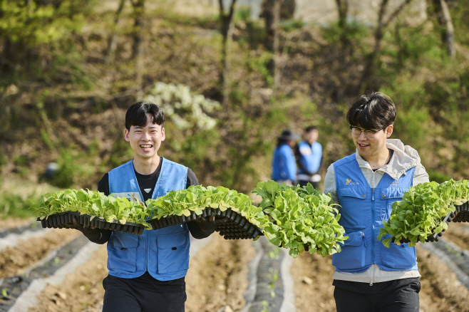 잎담배 농가 모종이식 일손돕기 봉사활동