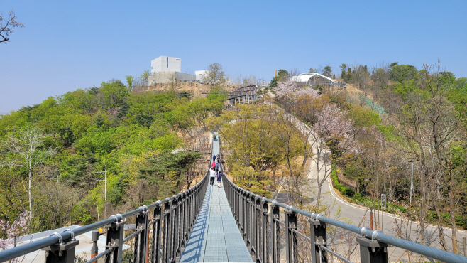 1 애기봉 봄 사진