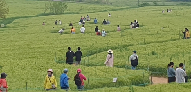 고창청보리밭축제