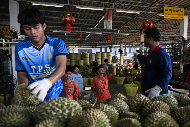 THAILAND-CLIMATE-WEATHER-HEAT-DURIAN <YONHAP NO-2667> (AFP)