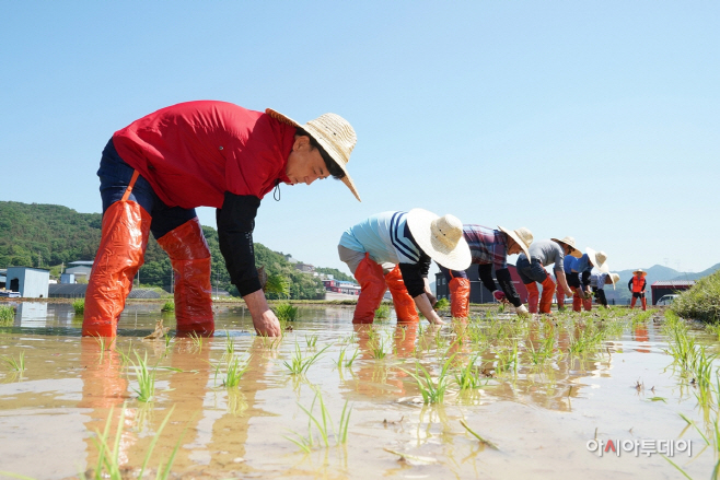친롼경 광주쌀 모내기