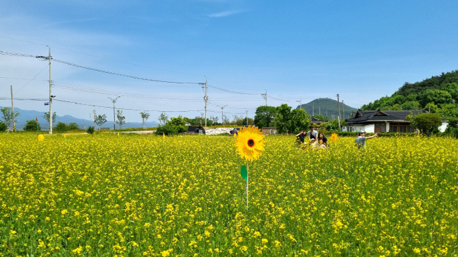 유채꽃 단지 조성