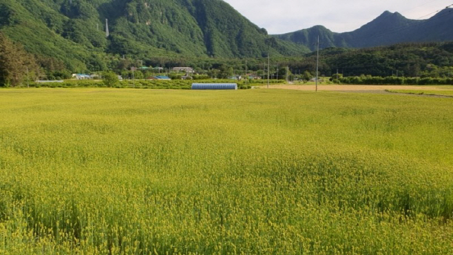 울릉군, 나리분지에 보리밭 보러 오세요