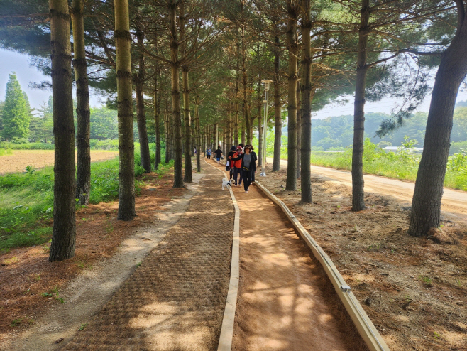 예산군, 온천수 머금은 ‘덕산온천 황톳길’ 조성 완료