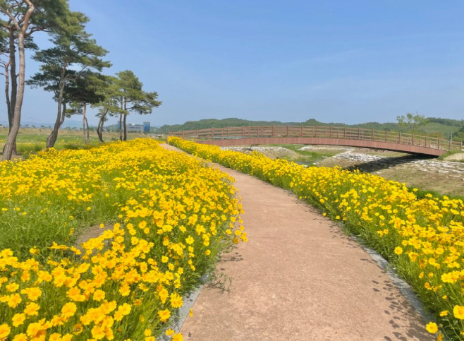 금계국12