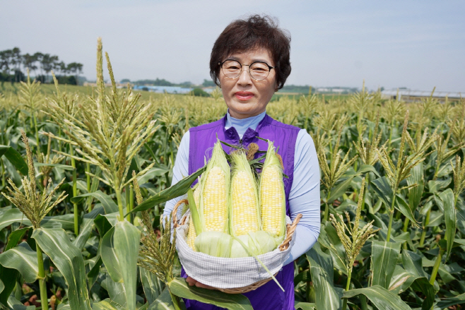 초당옥수수 수확
