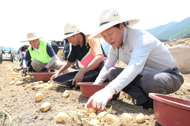 감자수확일손돕기(5)