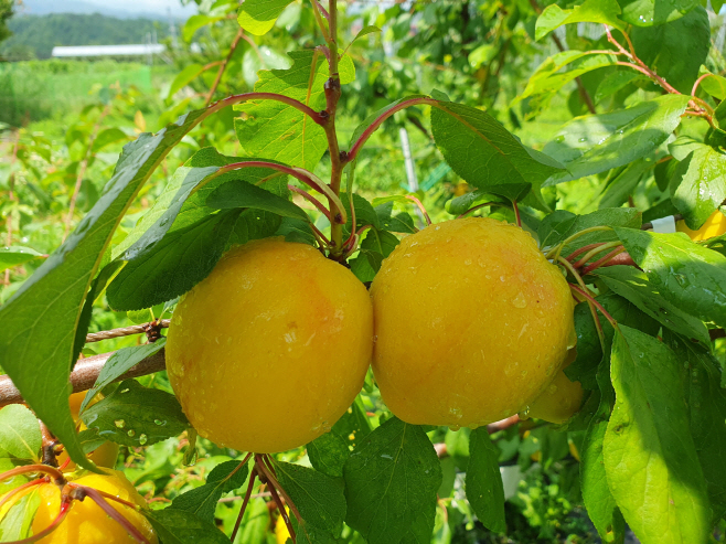 망고링 사진)