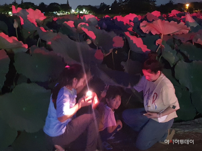 무안연꽃축제