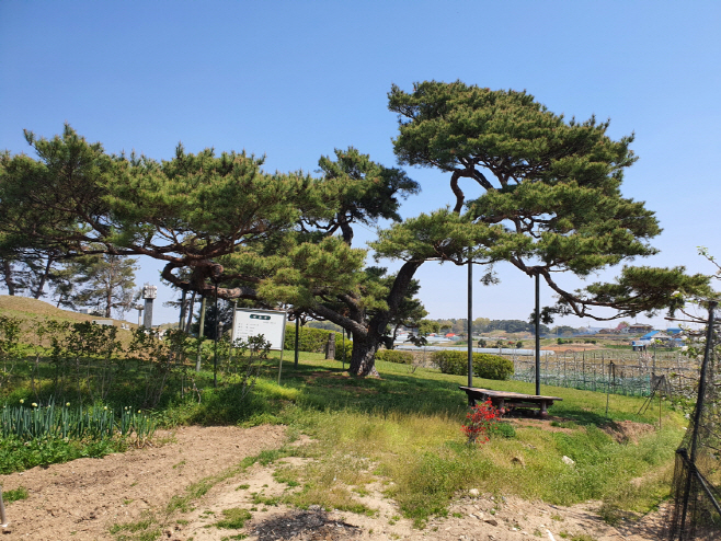 예산군, 안전하고 건강한 보호수 관리 ‘총력!’