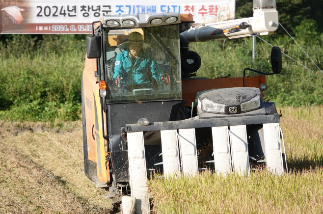 창녕군 조기재배 벼 첫 수확 실시2