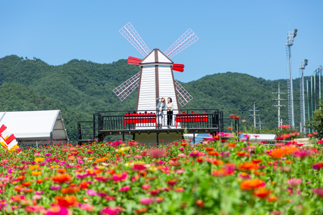 평창백일홍축제 006