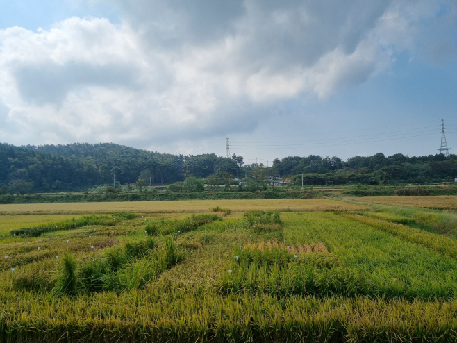 충남 간척지용 염해에 강한 벼 개발 ‘박차’