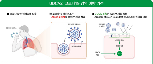 [사진자료] UDCA의 COVID19 예방