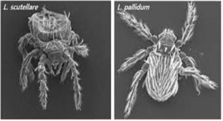 털진드기 유충 사진