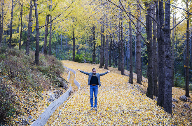 사본 -에버랜드, 비밀의 은행나무숲 산책 (2)