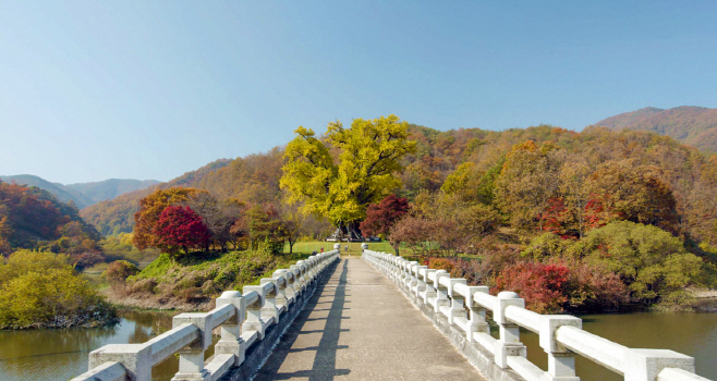 1수몰 위기 안동 용계리 은행나무