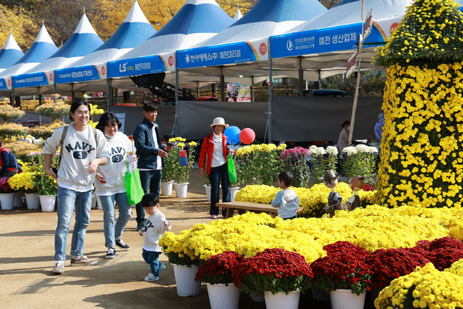 농산물축제(국화전시) (1)