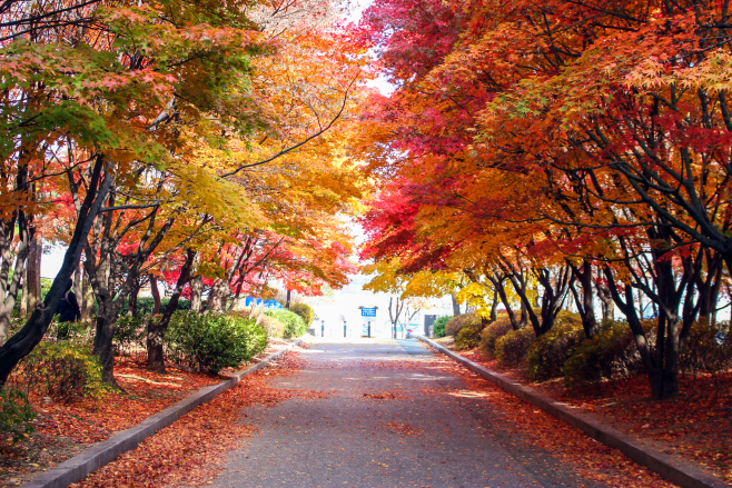 (사진8) 여의도공원 단풍2