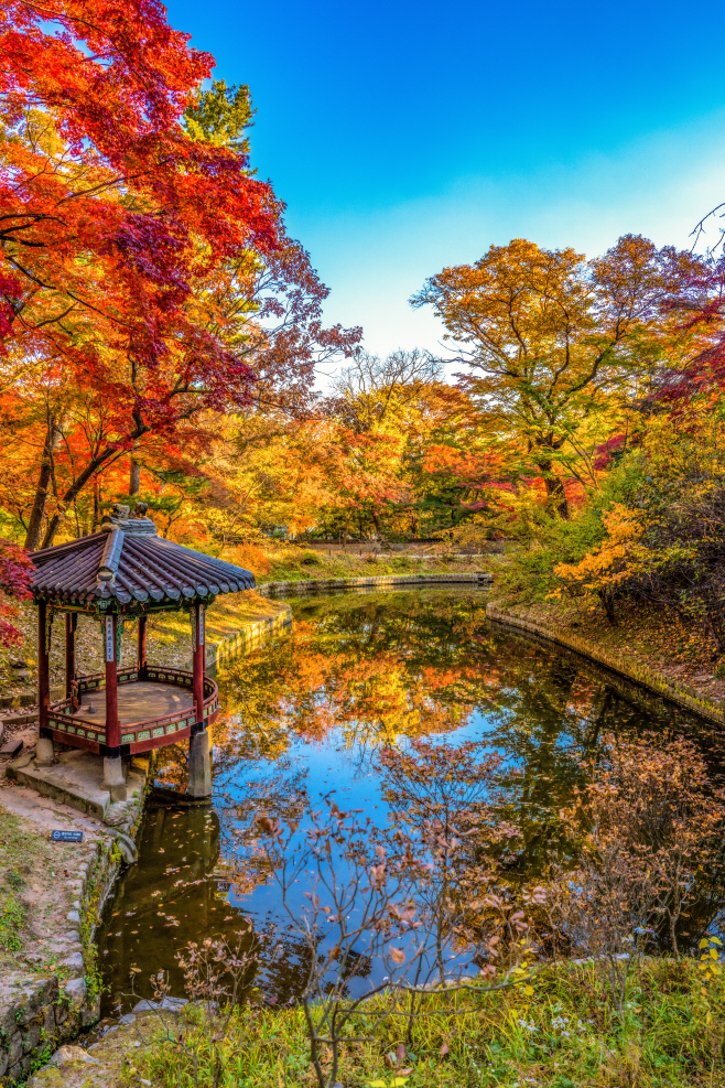 (사진13) 창경궁 단풍