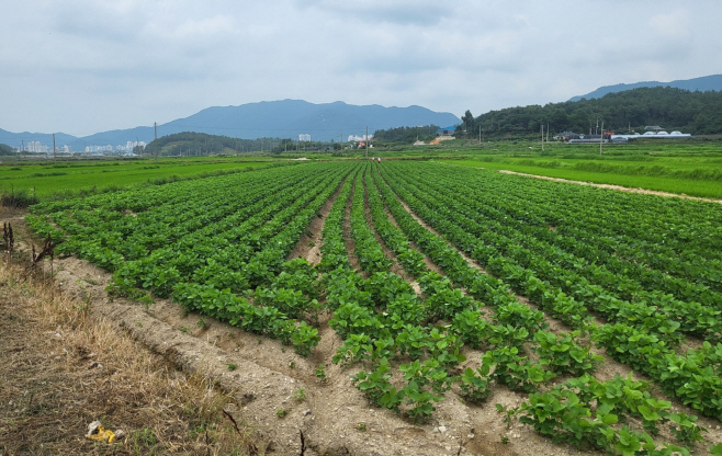 전남도