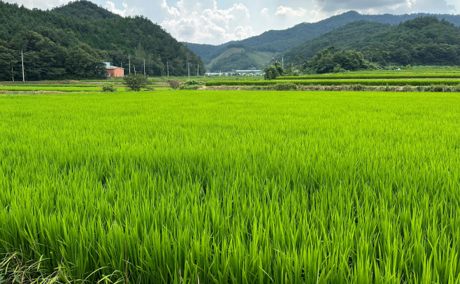 전남도