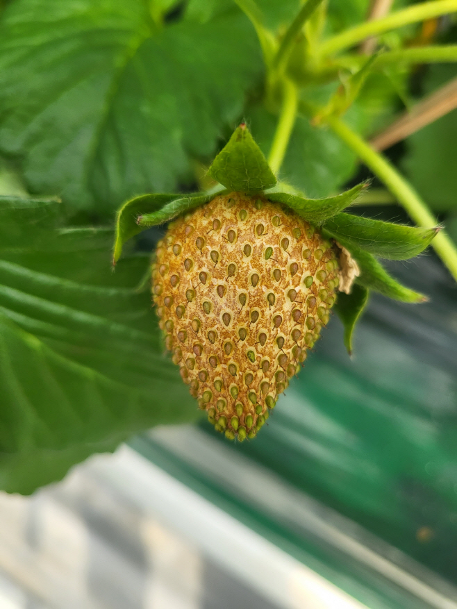 딸기 수확기 철저한 병해충 관리 필요